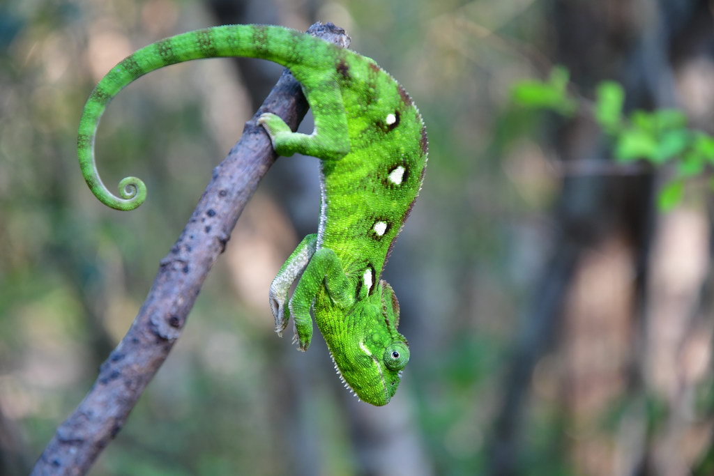 Anja Community Reserve
